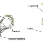 legamentianca