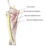 Muscoli pubalgia